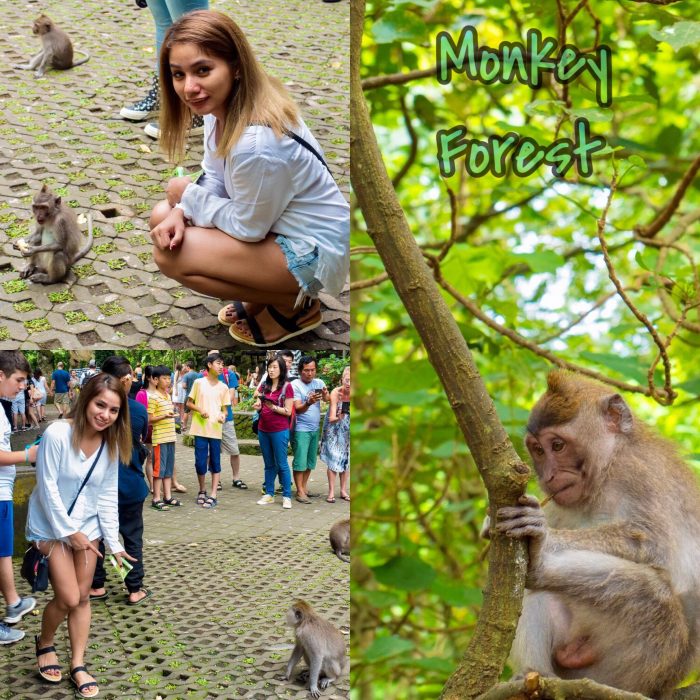 monkey forest